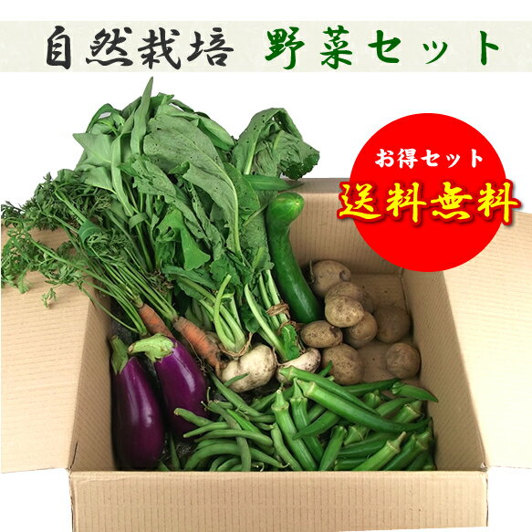 安心！無農薬栽培 野菜セット【送料無料】体にいい！朝獲り自然野菜！　