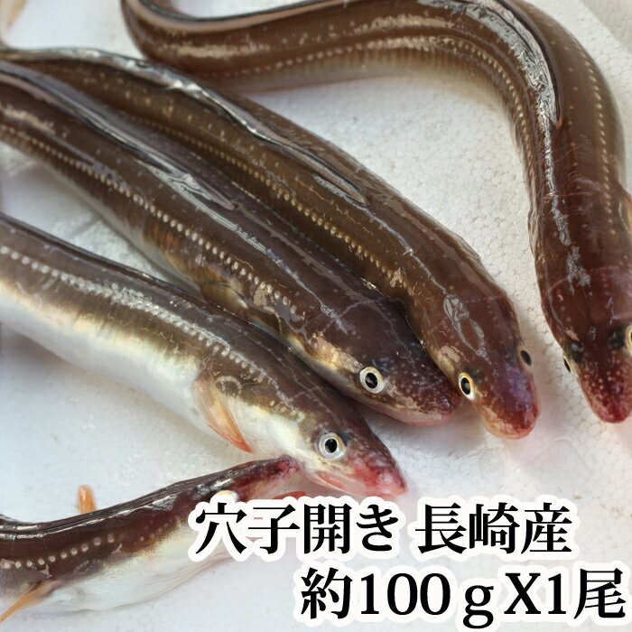 長崎産 穴子 （ あなご ）開き（1尾100g前後 国産 活き締め 生 ）...:taitai:10000143