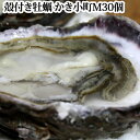 送料無料 牡蠣 殻付き Mサイズ30個 広島 名産 かき 小町 軍手 ナイフ 付き( 生食用 加熱用 )