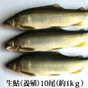 送料無料 生鮎 10尾 (約1kg)( バーベキュー )( 養殖 あゆ アユ )