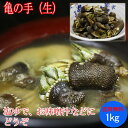 父の日 送料無料 亀の手 (生)1kg( カメノテ ペルセベス かめのて 鷹の爪 )愛媛県産、香川県産、愛知県産のいずれか( 塩ゆで、お味噌汁、バーベキューにも)