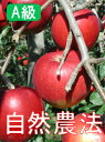 【A級品】竹嶋さんの自然農法りんごつがる ＜約10kg＞※9月中旬～10月上旬発送予定