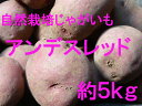 【青森県産】自然栽培のじゃがいも(アンデスレッド) 約5kg※木村秋則さんに自然栽培を学んで作ったじゃがいもです。(農薬・肥料不使用)※数量限定・売り切れの際はご容赦ください。