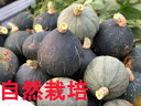 【青森県産】自然栽培のかぼちゃ 約800g~1kg※木村秋則さんに自然栽培を学んで作った南瓜です。(農薬・肥料不使用)