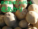 【青森県産】自然栽培のじゃがいも(北あかり) 約1kg※木村秋則さんに自然栽培を学んで作ったじゃがいもです。(農薬・肥料不使用)※数量限定・売り切れの際はご容赦ください。