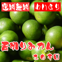 甘酸っぱーい ご家庭用粗選別青切りみかん 10kg【送料無料】【わけあり】【訳あり】