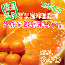 有田みかん お試しみかん ご家庭用粗選別“外成完熟”有田みかん 3kg【送料無料】【訳あり】【わけあり】
