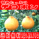 香りと甘みたっぷりデコポン 約2.5kg 【送料無料】【RCP】