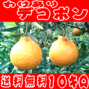 ご家庭用粗選別デコポン 約10kg 【送料無料】【訳あり】【わけあり】【RCP】