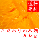 こだわりの八朔（はっさく）　5kg 【送料無料】