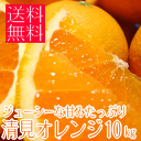 ジューシーな甘みたっぷり清見オレンジ 10kg 【送料無料】【楽ギフ_のし】