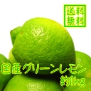 スッキリさっぱり国産グリーンレモン　約1kg　【減農薬】【送料無料】【お試し】