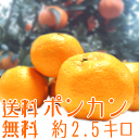 皮がとっても剥きやすい昔ながらの味わいです♪[和歌山県産]なつかしの味　ポンカン　約2．5kg 【送料無料】【楽ギフ_のし】