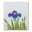 ≪メール便対応≫アウトレット色紙 初夏【菖蒲 019】松田 清峰日本画 絵画 色紙アウトレット商品 10P01Oct16