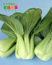 トキタ種苗 青梗菜 長江 小袋