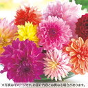 タキイ種苗 球根 ダリア・総混合 ミックス 5球