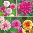タキイ種苗 球根 おすすめダリア5種A セット
