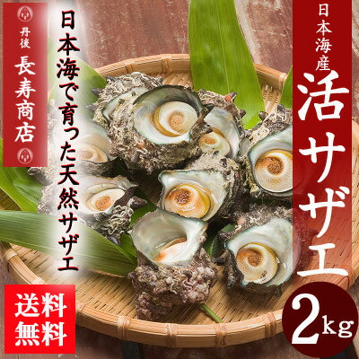 【送料無料】★天然活サザエ2kg【約20個】【日本海産】【クール冷蔵便】【新鮮サザエ】【バーベキュー】【サザエ壺焼き】【サザエ刺身】【御中元】【生きたまま梱包】【FS_708-9】KY