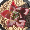 ショッピングエケベリア バードフライ　 エケベリア Mサイズ6cmポット 韓国苗 薔薇咲 ロゼット 多肉植物