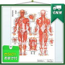 「検査」医道の日本社 人体解剖学チャート骨格筋 ポスター パネルなし(SR-116A) 『プラス選べるおまけ付』
