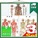 「検査」医道の日本社 人体解剖学チャート骨格筋 ポスター 3枚セット(骨格筋・骨格・神経図) パネルなし 『プラス選べるおまけ付』【smtb-s】