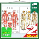 「検査」医道の日本社 人体解剖学チャート骨格筋 ポスター 2枚セット(骨格筋・骨格) パネルなし 『プラス選べるおまけ付』