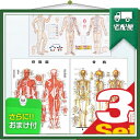 「検査」カナケン 鍼灸経絡経穴図 ポスター パネルなし+人体解剖学チャート ポスター 骨格筋・骨格 2枚セット (計3枚) 『プラス選べるおまけ付』