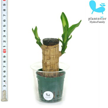 観葉植物 ハイドロカルチャー 苗 マッサン 幸福の木 Mサイズ 6パイ 2寸