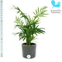 観葉植物 ハイドロカルチャー 苗 テーブルヤシ L