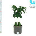 観葉植物 ハイドロカルチャー 苗 マメノキ Lサイズ 9パイ 3寸