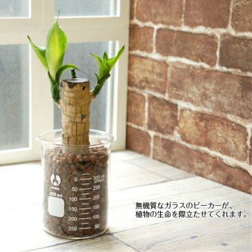 マッサン 幸福の木 水やり簡単! ハイドロカルチャー メジャーリングビーカーM 観葉植物セット
