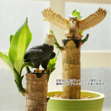 マッサン 幸福の木 水やり簡単! ハイドロカルチャー メジャーリングビーカーM 観葉植物セット