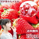 イチゴ農家さんからの直送品女子が恋する ひんやり 紅ほっぺ ?国産 冷凍いちご 無添加 送料無料 たっぷり 1kg ストロベリー 無添加 無加糖 フルーツ 果物 くだもの スムージー ジャム