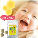 たんぽぽサプリ 葉酸+鉄(200mg×90粒)約1ヶ月分 【葉酸サプリ】【葉酸 サプリ】【葉酸】【鉄分】【葉酸 妊娠】【葉酸 妊娠】【葉酸 妊婦】【サプリメント葉酸】【葉酸 サプリメント】【レビュー記入で送料無料】【TOKAI20140920】【10P25Oct14】