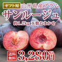 あす楽【贈答用】【希少品種】【秀品】山形県産プラム サンルージュ約1.2kg【送料無料】※九州・沖縄・一部離島を除く