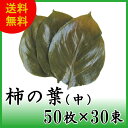 柿の葉塩漬け 中 50枚×30束 天極堂 和食 和菓子 柿の葉寿司 飾り葉 敷き葉 業務用 一斗缶入 中サイズ 送料無料