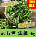 【よもぎ】【生葉】 1kg 愛媛産 農薬不使用 期間限定 手摘み 天然 フレッシュ