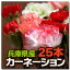 カーネーション 25本 花束 切り花 生花