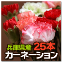送料無料 カーネーション 切り花 切花 生花 花束 ギフト 日常使い 産地直送 新鮮 朝取り 40cm前後 25本