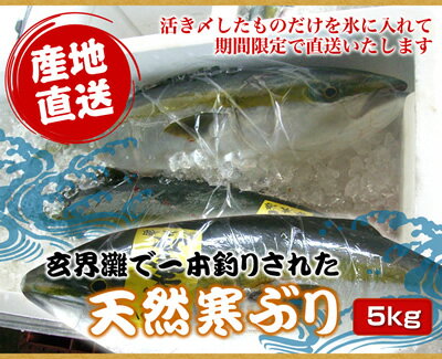 今の時期が脂ののりも最高で価格もお手ごろです。最高に美味しい玄界灘の天然寒ぶりです。今が買…...:tenkagomen:10000950