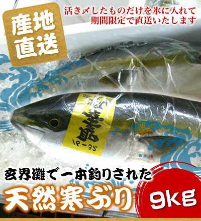 【12月24日〜1月5日発送分】今の時期が脂ののりも最高で価格もお手ごろです。最高に美味しい玄界灘の天然寒ぶりです。今が買いの超お勧めの商材です玄界灘の1本釣り　天然寒ぶり　9kg前後　福袋　特別価格　壱岐[長崎県]玄界灘の1本づり　天然物寒ぶり　当日朝競り分活き〆出荷！！