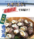 【送料無料】　天然物　活き　サザエ　8kg　玄界灘　壱岐産　　産地直送！