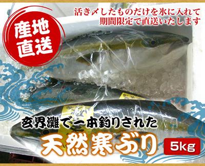 【12月24日〜1月5日発送分】　今の時期が脂ののりも最高で価格もお手ごろです。最高に美味しい玄界灘の天然寒ぶりです。今が買いの超お勧めの商材です天然1本釣り　寒ぶり　　5kg前後　　3枚におろし　　頭ぶつ切り　カマつき朝競りにかけられた活きぶりのみをを〆て当日出荷