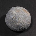 【化石】ウニの化石　イギリス産　iw110127a41
