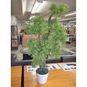 【中古】人工観葉植物 幅550×奥行350×高さ1010 【送料別途見積】【業務用】