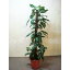 【中古】人工観葉植物(フェイクグリーン) 幅530×奥行530×高さ1850(mm)【送料別途見積】