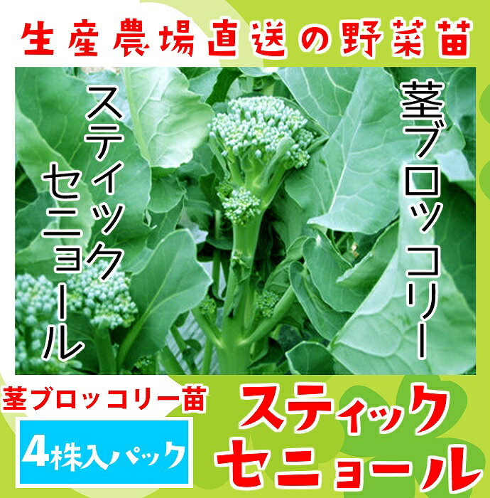 茎ブロッコリー苗 スティックセニョール