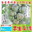 【生産農場直送】芽キャベツ苗 早生小持 4株入りパック 葉...