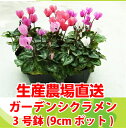 【送料無料】【24鉢セット】ガーデンシクラメン苗3号(9cmポット)花色は店長お任せ!