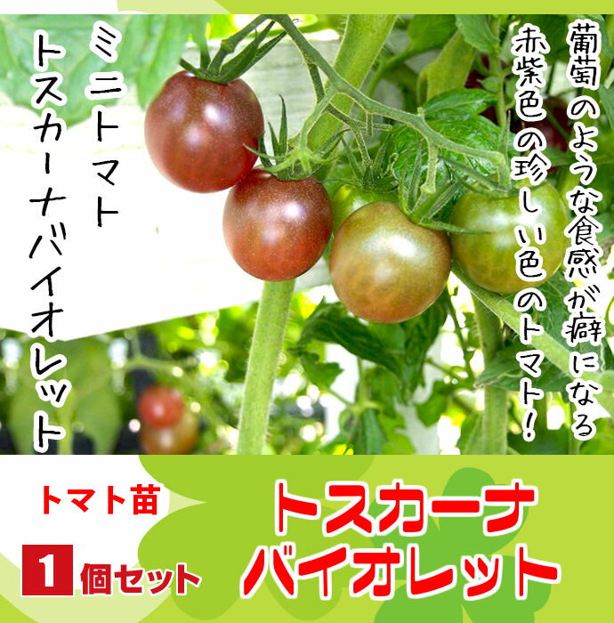 【てしまの苗】H29年4月上旬より順次発送【1株】ミニトマト苗　トスカーナバイオレット　断根接木苗 9cmポット10P18Jun16野菜苗